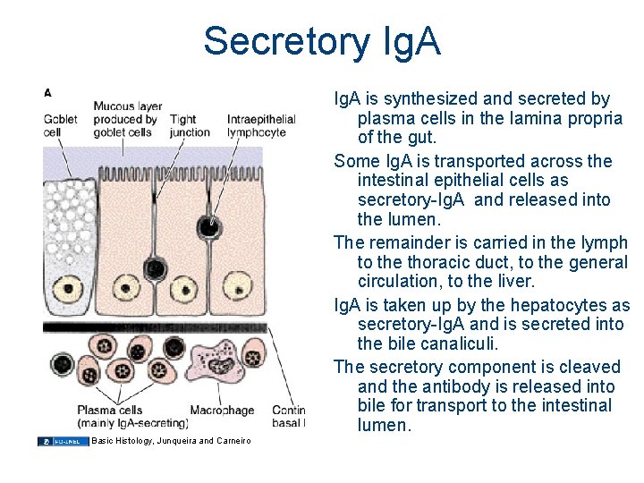 Secretory Ig. A is synthesized and secreted by plasma cells in the lamina propria