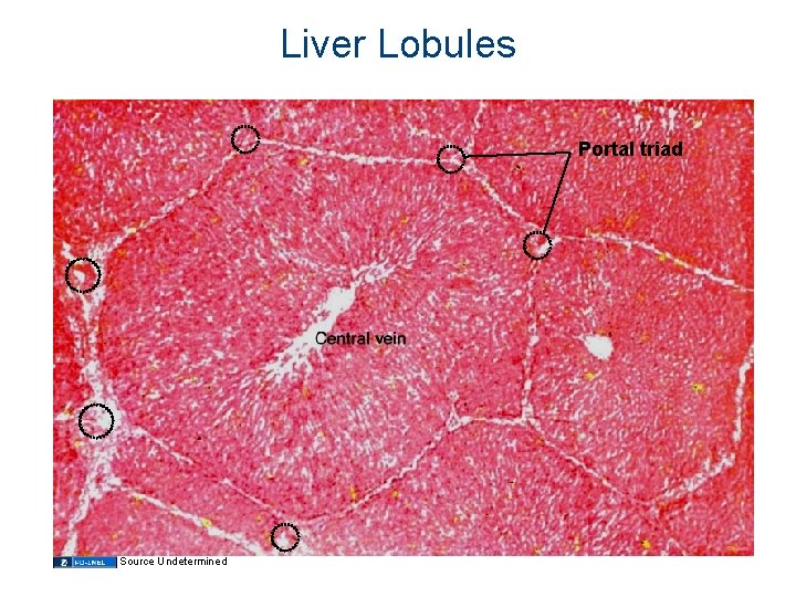 Liver Lobules Portal triad Source Undetermined 