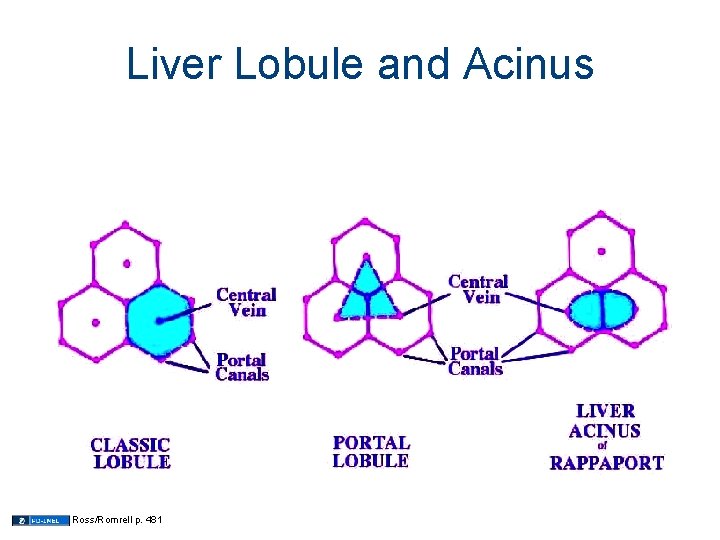 Liver Lobule and Acinus Ross/Romrell p. 481 