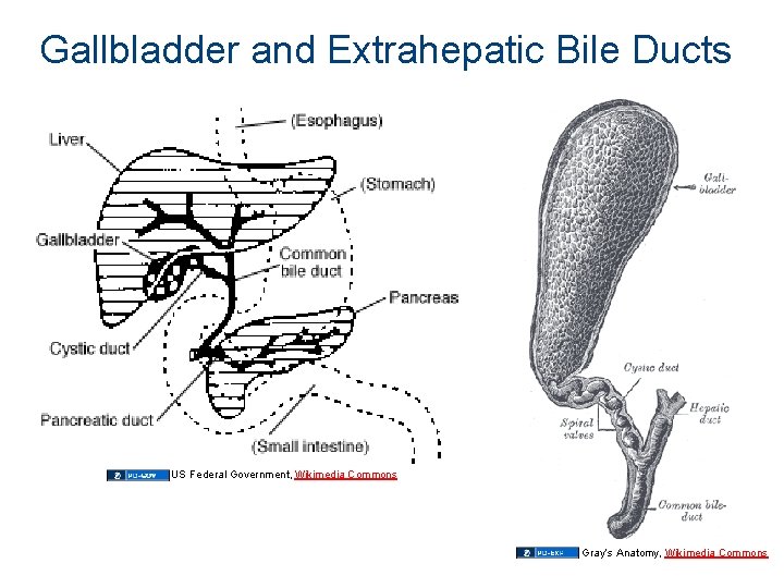 Gallbladder and Extrahepatic Bile Ducts US Federal Government, Wikimedia Commons Gray’s Anatomy, Wikimedia Commons