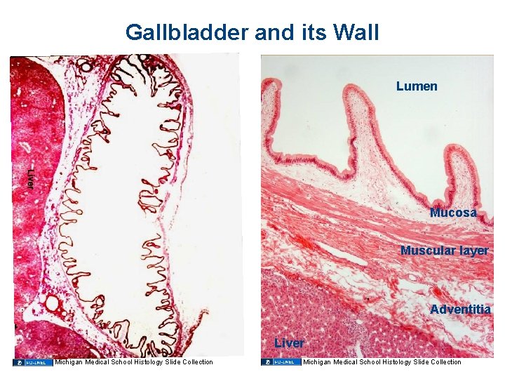 Gallbladder and its Wall Lumen Mucosa Muscular layer Adventitia Liver Michigan Medical School Histology