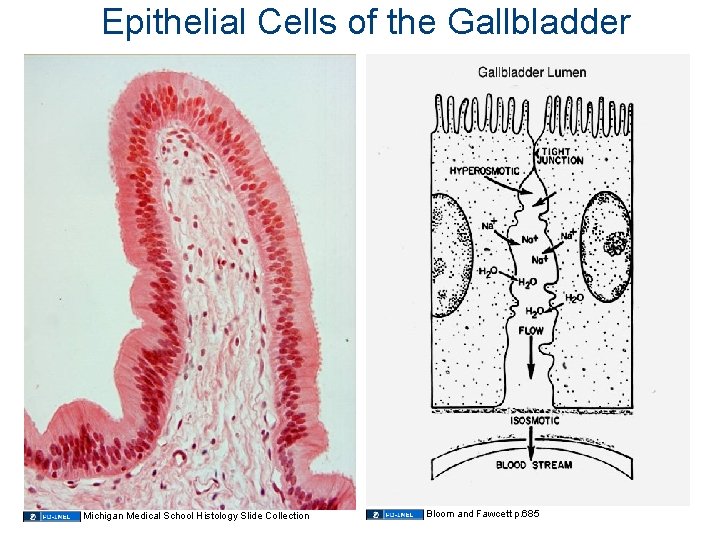 Epithelial Cells of the Gallbladder Michigan Medical School Histology Slide Collection Bloom and Fawcett