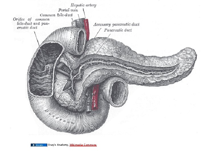 Gray’s Anatomy, Wikimedia Commons 