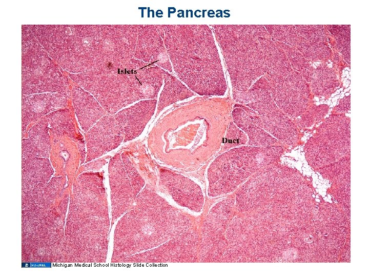 The Pancreas Michigan Medical School Histology Slide Collection 