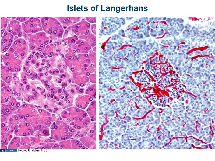 Islets of Langerhans Source Undetermined 