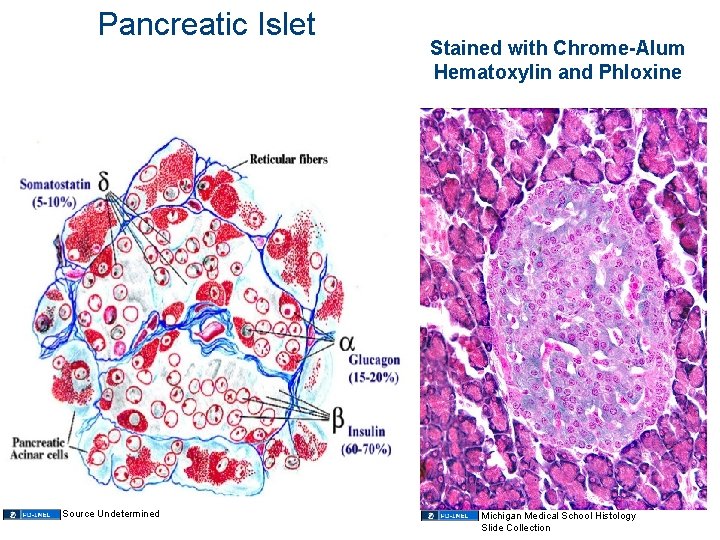 Pancreatic Islet Source Undetermined Stained with Chrome-Alum Hematoxylin and Phloxine Michigan Medical School Histology