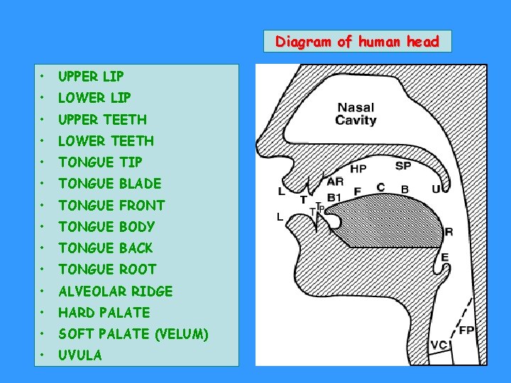 Diagram of human head • UPPER LIP • LOWER LIP • UPPER TEETH •