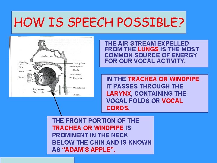 HOW IS SPEECH POSSIBLE? THE AIR STREAM EXPELLED FROM THE LUNGS IS THE MOST