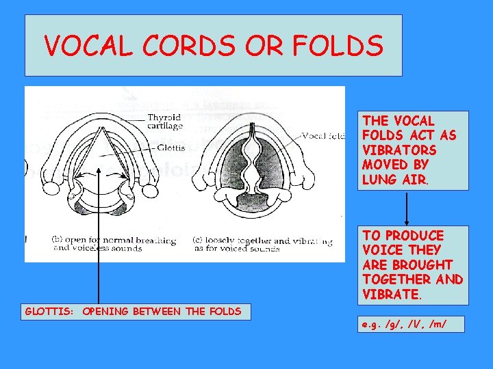 VOCAL CORDS OR FOLDS THE VOCAL FOLDS ACT AS VIBRATORS MOVED BY LUNG AIR.