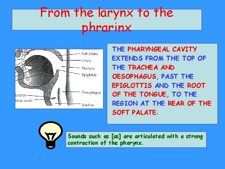 From the larynx to the phrarinx THE PHARYNGEAL CAVITY EXTENDS FROM THE TOP OF