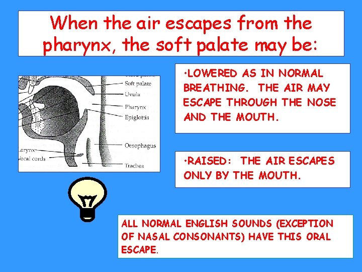 When the air escapes from the pharynx, the soft palate may be: • LOWERED