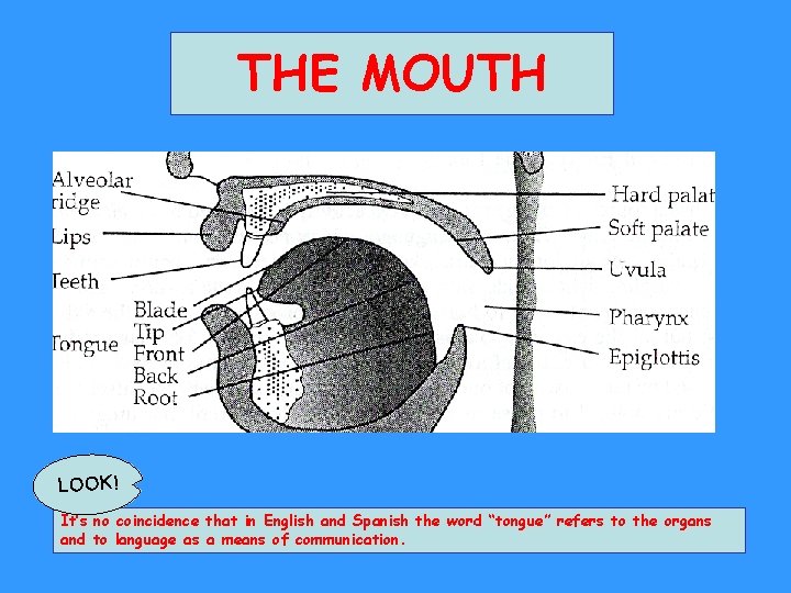 THE MOUTH LO O K ! It’s no coincidence that in English and Spanish