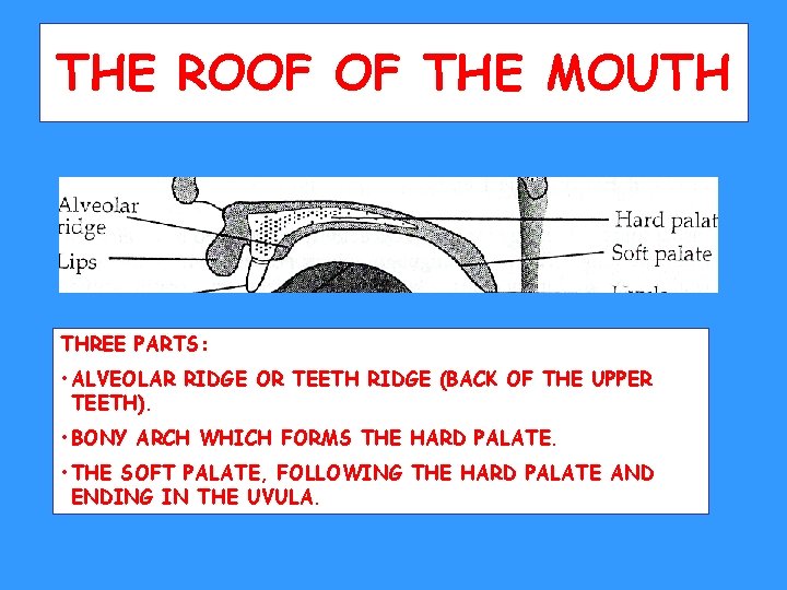 THE ROOF OF THE MOUTH THREE PARTS: • ALVEOLAR RIDGE OR TEETH RIDGE (BACK