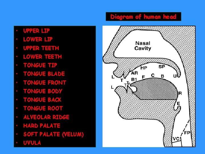 Diagram of human head • UPPER LIP • LOWER LIP • UPPER TEETH •