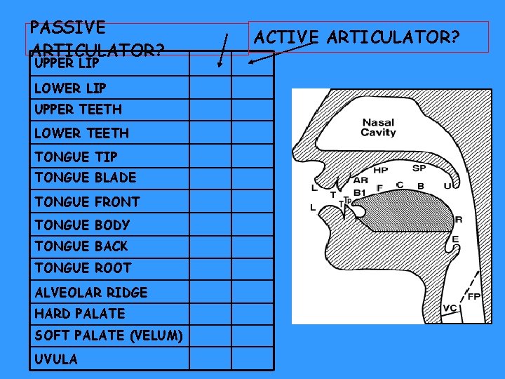 PASSIVE ARTICULATOR? UPPER LIP LOWER LIP UPPER TEETH LOWER TEETH TONGUE TIP TONGUE BLADE