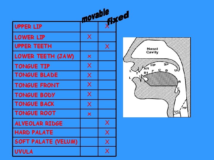 X UPPER LIP LOWER LIP X X UPPER TEETH LOWER TEETH (JAW) x TONGUE