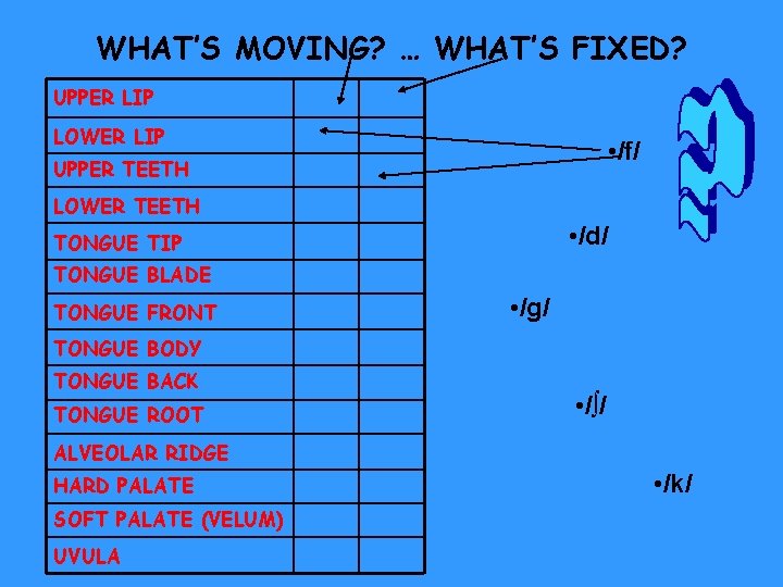 WHAT’S MOVING? … WHAT’S FIXED? UPPER LIP LOWER LIP • /f/ UPPER TEETH LOWER