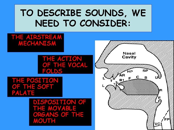 TO DESCRIBE SOUNDS, WE NEED TO CONSIDER: THE AIRSTREAM MECHANISM THE ACTION OF THE