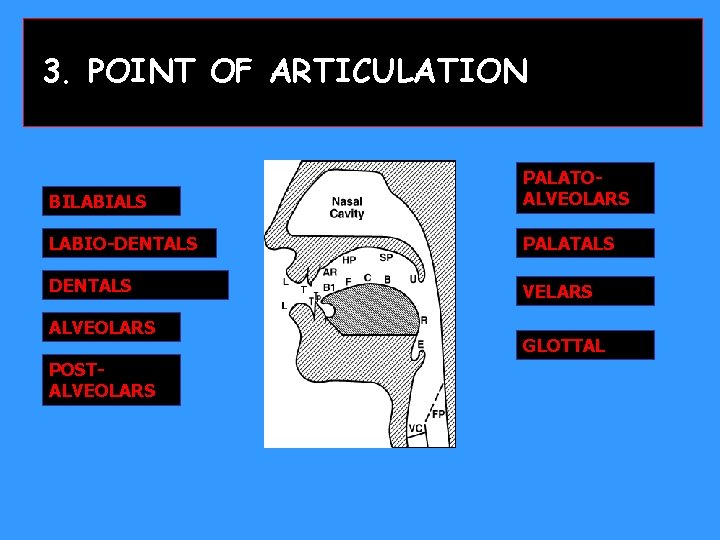 3. POINT OF ARTICULATION BILABIALS PALATOALVEOLARS LABIO-DENTALS PALATALS DENTALS VELARS ALVEOLARS POSTALVEOLARS GLOTTAL 