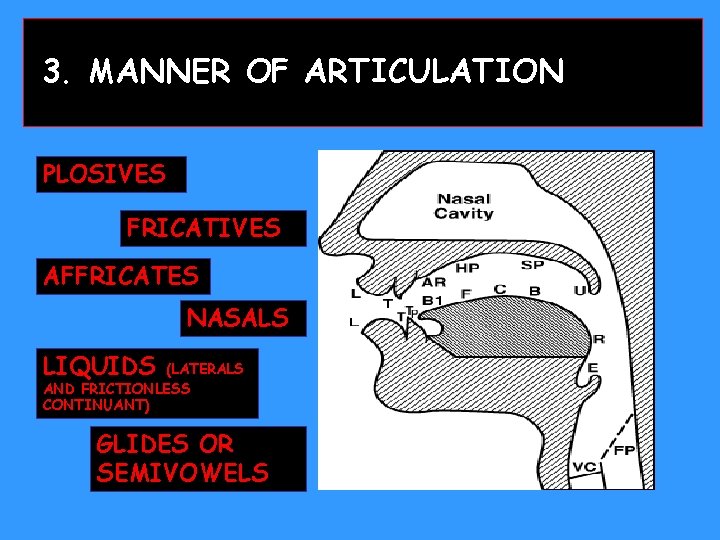 3. MANNER OF ARTICULATION PLOSIVES FRICATIVES AFFRICATES NASALS LIQUIDS (LATERALS AND FRICTIONLESS CONTINUANT) GLIDES