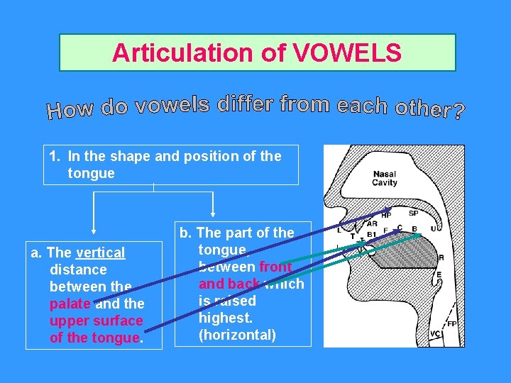 Articulation of VOWELS 1. In the shape and position of the tongue a. The