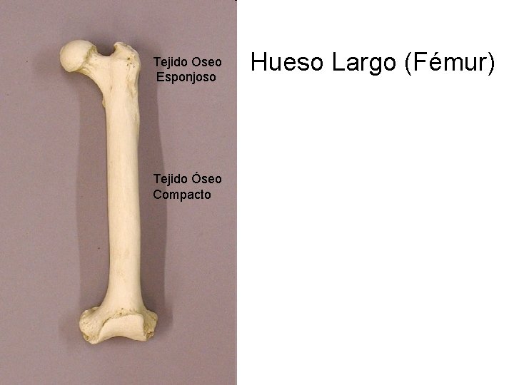 Tejido Oseo Esponjoso Tejido Óseo Compacto Hueso Largo (Fémur) 
