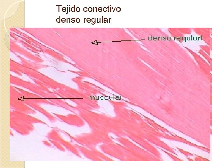 Tejido conectivo denso regular 