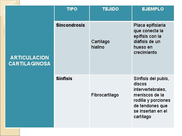 TIPO TEJIDO Sincondrosis Cartílago hialino ARTICULACION CARTILAGINOSA Sínfisis Fibrocartilago EJEMPLO Placa epifisiaria que conecta