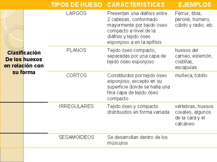 TIPOS DE HUESO CARACTERISTICAS Clasificación De los huesos en relación con su forma EJEMPLOS