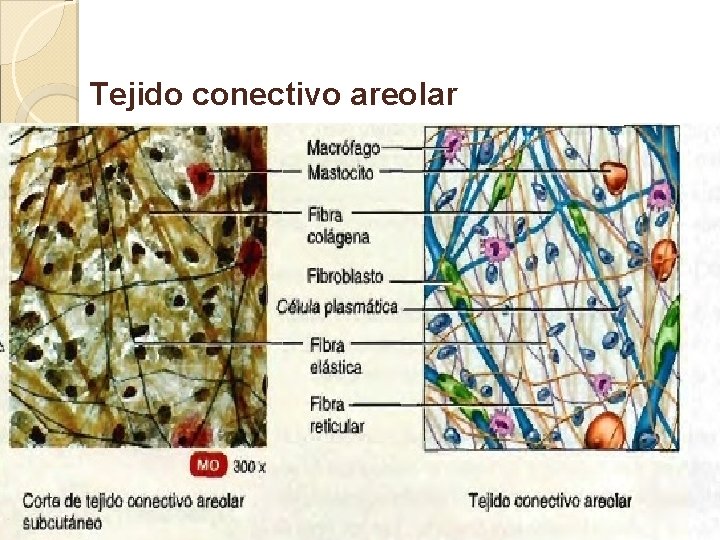 Tejido conectivo areolar 