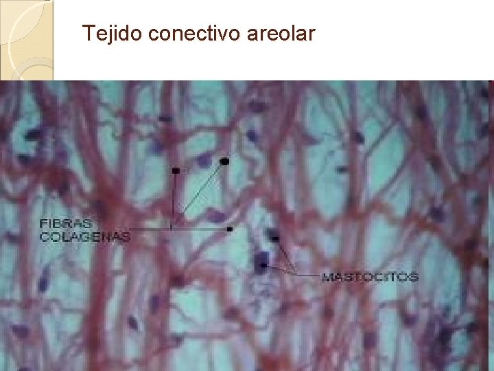 Tejido conectivo areolar 