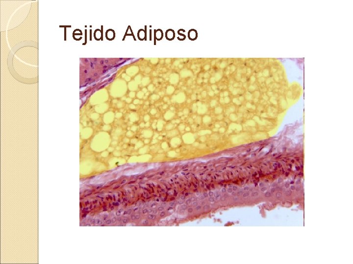 Tejido Adiposo 