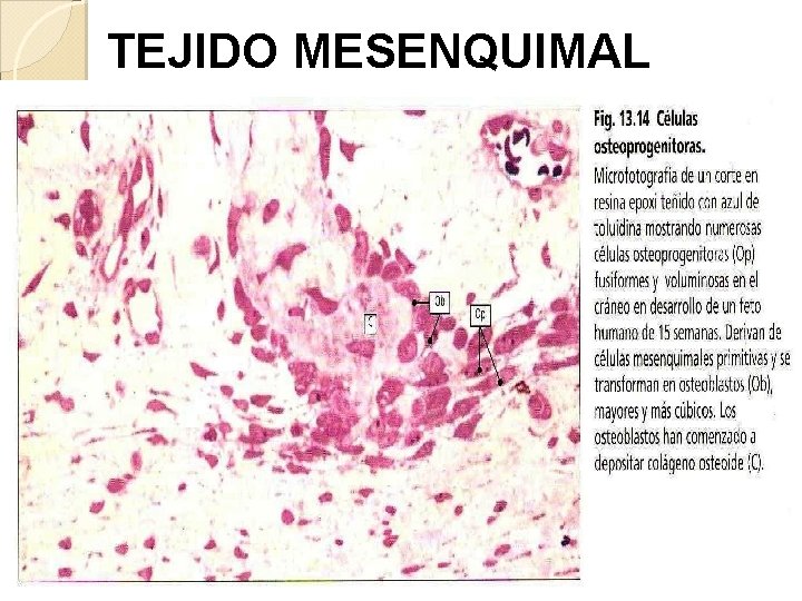 TEJIDO MESENQUIMAL 