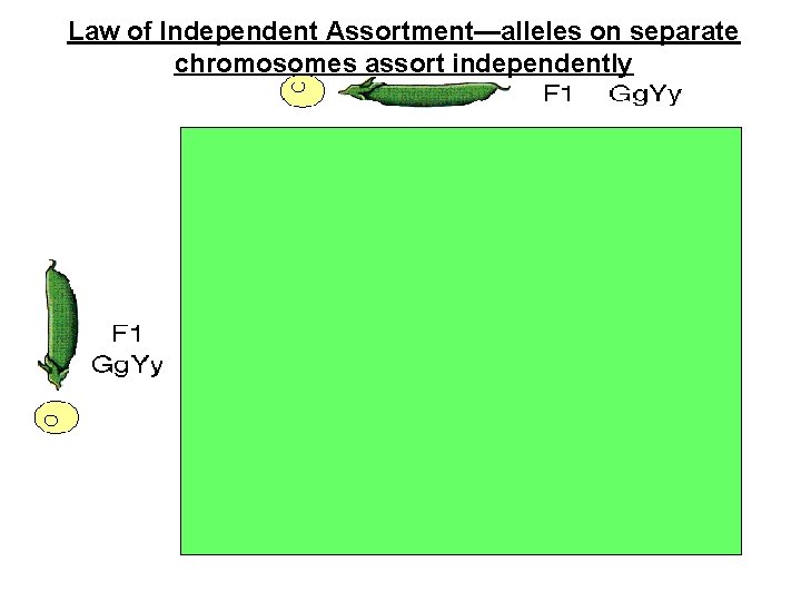 Law of Independent Assortment—alleles on separate chromosomes assort independently Law of Independent Assortment—alleles on separate chromosomes assort independently