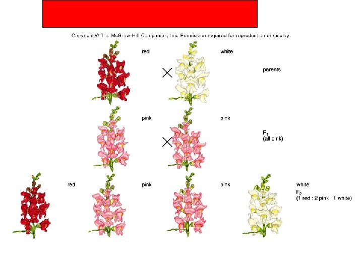 Incomplete Dominance—a blend is obtained Incomplete Dominance—a blend is obtained