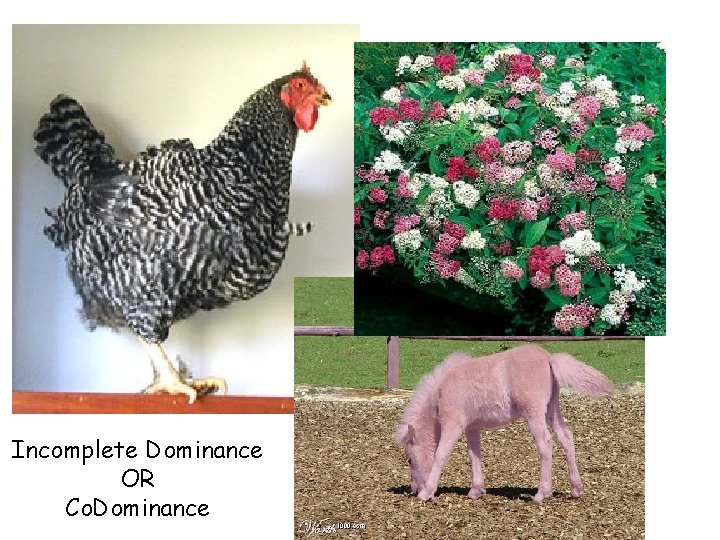 Incomplete Dominance OR Co. Dominance Incomplete Dominance OR Co. Dominance