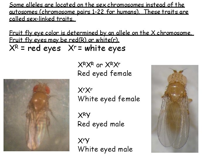 Some alleles are located on the sex chromosomes instead of the autosomes (chromosome pairs Some alleles are located on the sex chromosomes instead of the autosomes (chromosome pairs