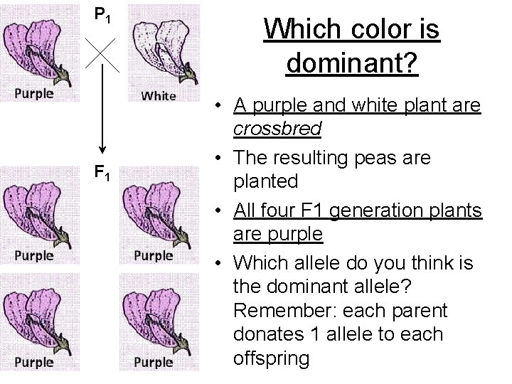 P 1 F 1 Which color is dominant? • A purple and white plant P 1 F 1 Which color is dominant? • A purple and white plant