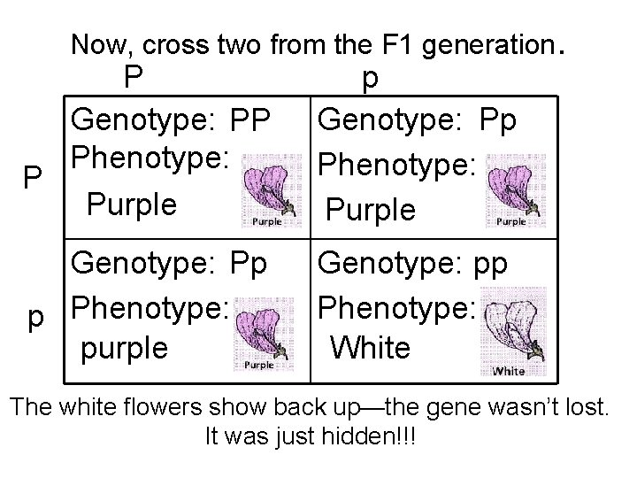 Now, cross two from the F 1 generation. P Genotype: PP Phenotype: P Purple Now, cross two from the F 1 generation. P Genotype: PP Phenotype: P Purple