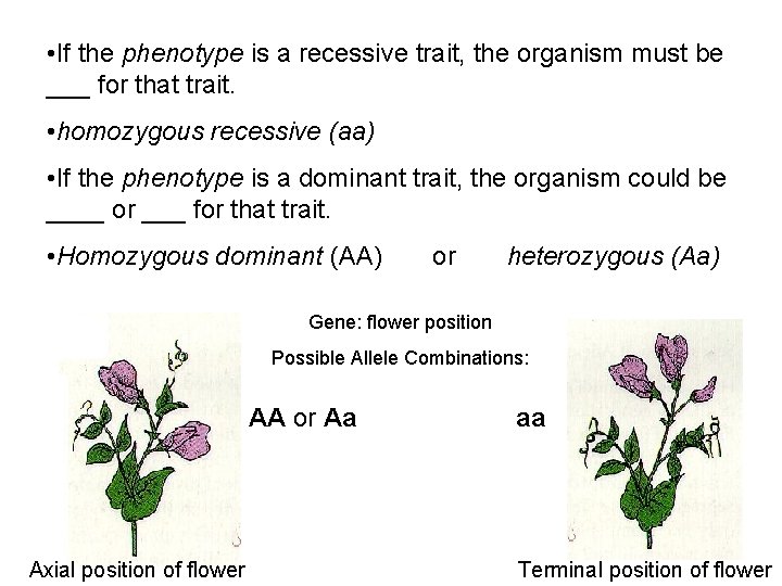 • If the phenotype is a recessive trait, the organism must be ___ • If the phenotype is a recessive trait, the organism must be ___