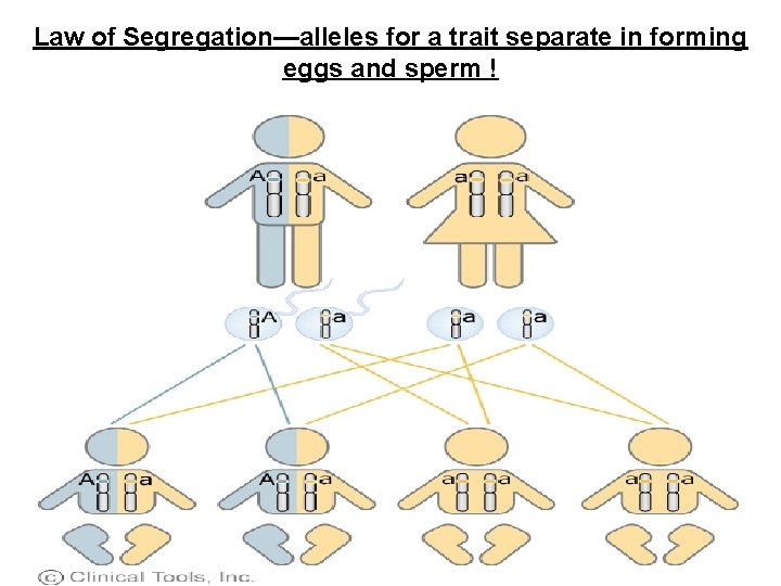 Law of Segregation—alleles for a trait separate in forming eggs and sperm ! Law of Segregation—alleles for a trait separate in forming eggs and sperm !
