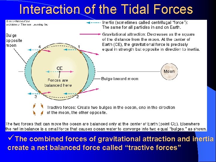 Interaction of the Tidal Forces üThe combined forces of gravitational attraction and inertia create