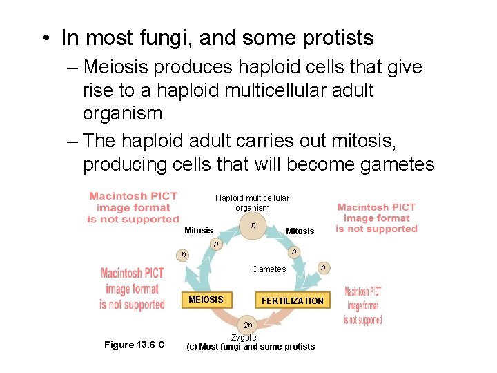  • In most fungi, and some protists – Meiosis produces haploid cells that