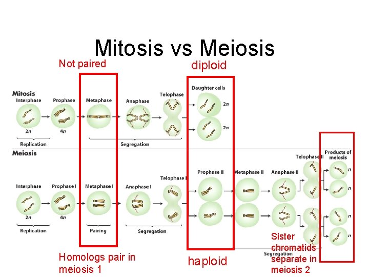 Mitosis vs Meiosis Not paired diploid Homologs pair in meiosis 1 haploid Sister chromatids