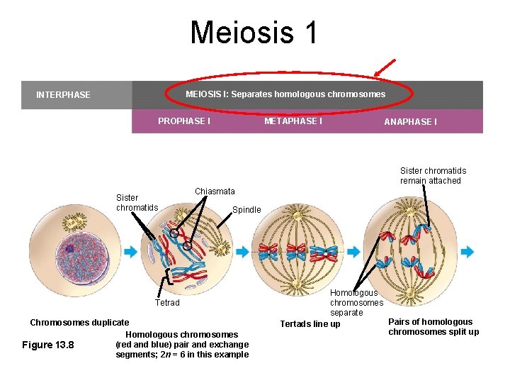 Meiosis 1 MEIOSIS I: Separates homologous chromosomes INTERPHASE PROPHASE I METAPHASE I ANAPHASE I