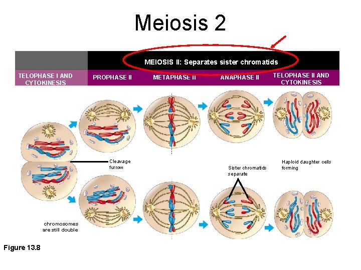 Meiosis 2 MEIOSIS II: Separates sister chromatids TELOPHASE I AND CYTOKINESIS PROPHASE II Cleavage