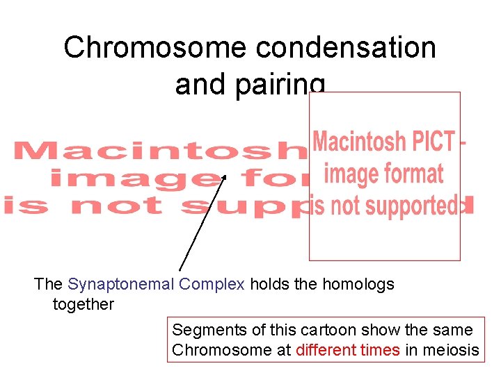 Chromosome condensation and pairing The Synaptonemal Complex holds the homologs together Segments of this