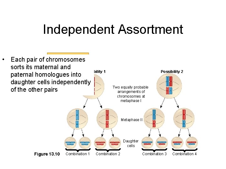 Independent Assortment Key • Each pair of chromosomes Maternal set of sorts its maternal