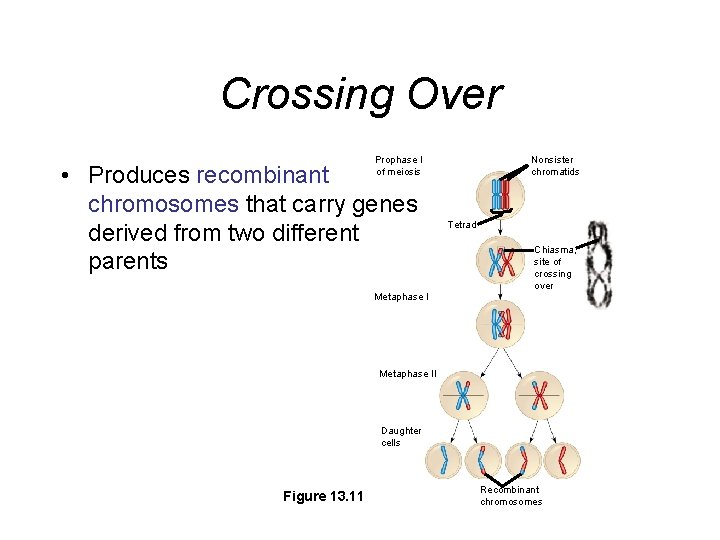 Crossing Over Prophase I of meiosis • Produces recombinant chromosomes that carry genes derived