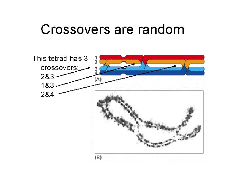 Crossovers are random This tetrad has 3 crossovers: 2&3 1&3 2&4 